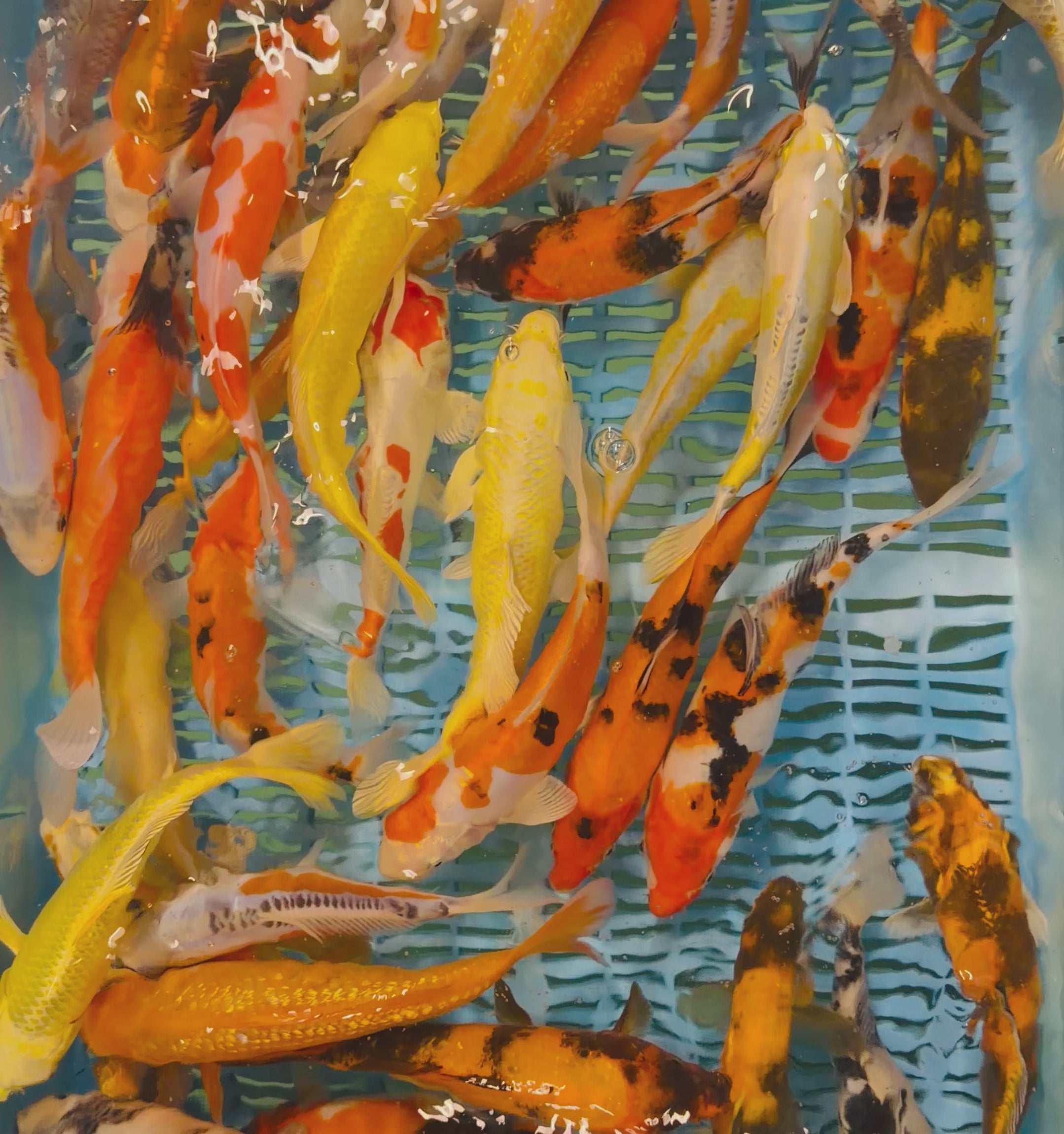 8-10” Koi Selected Grade