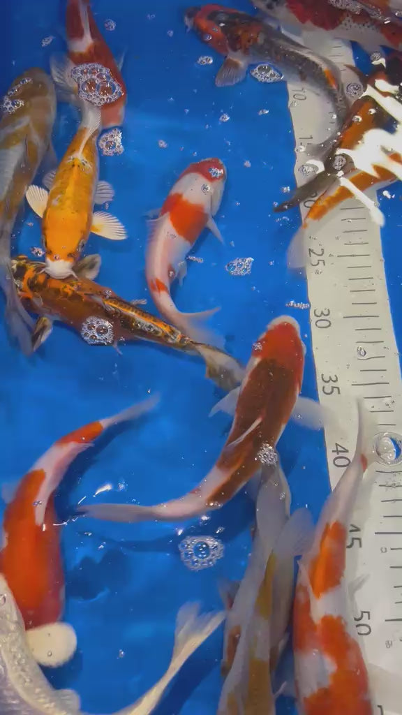 8-10” (20-25cm) Japanese Koi