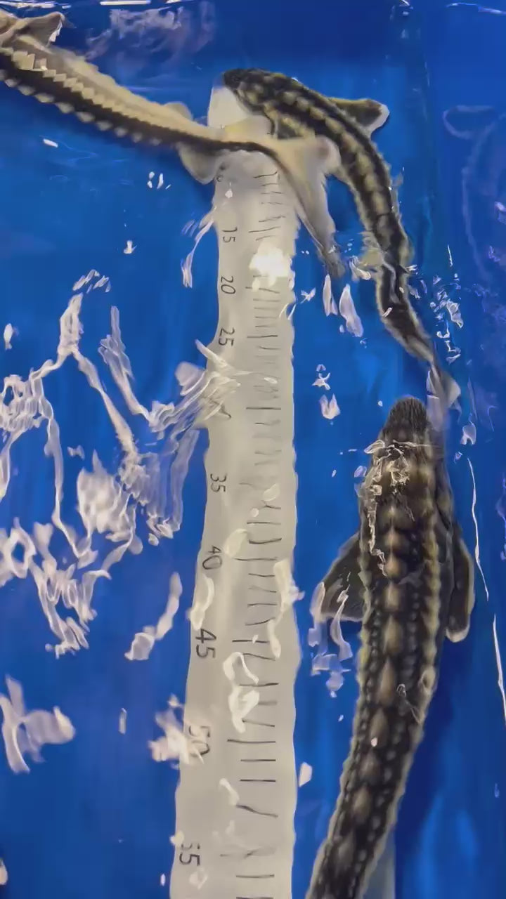 15-20” (38-50cm) Diamond/Zebra Sturgeon