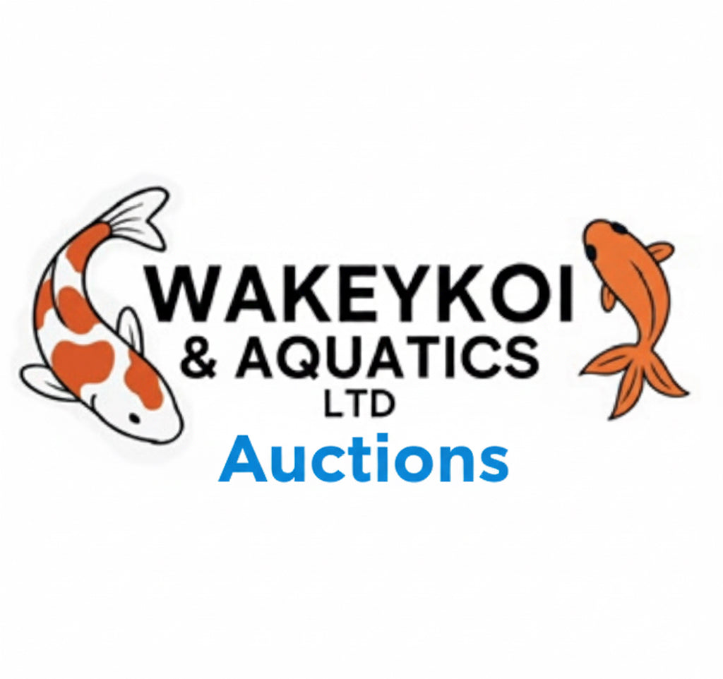 WakeyKoi & Aquatics Ltd Auctions